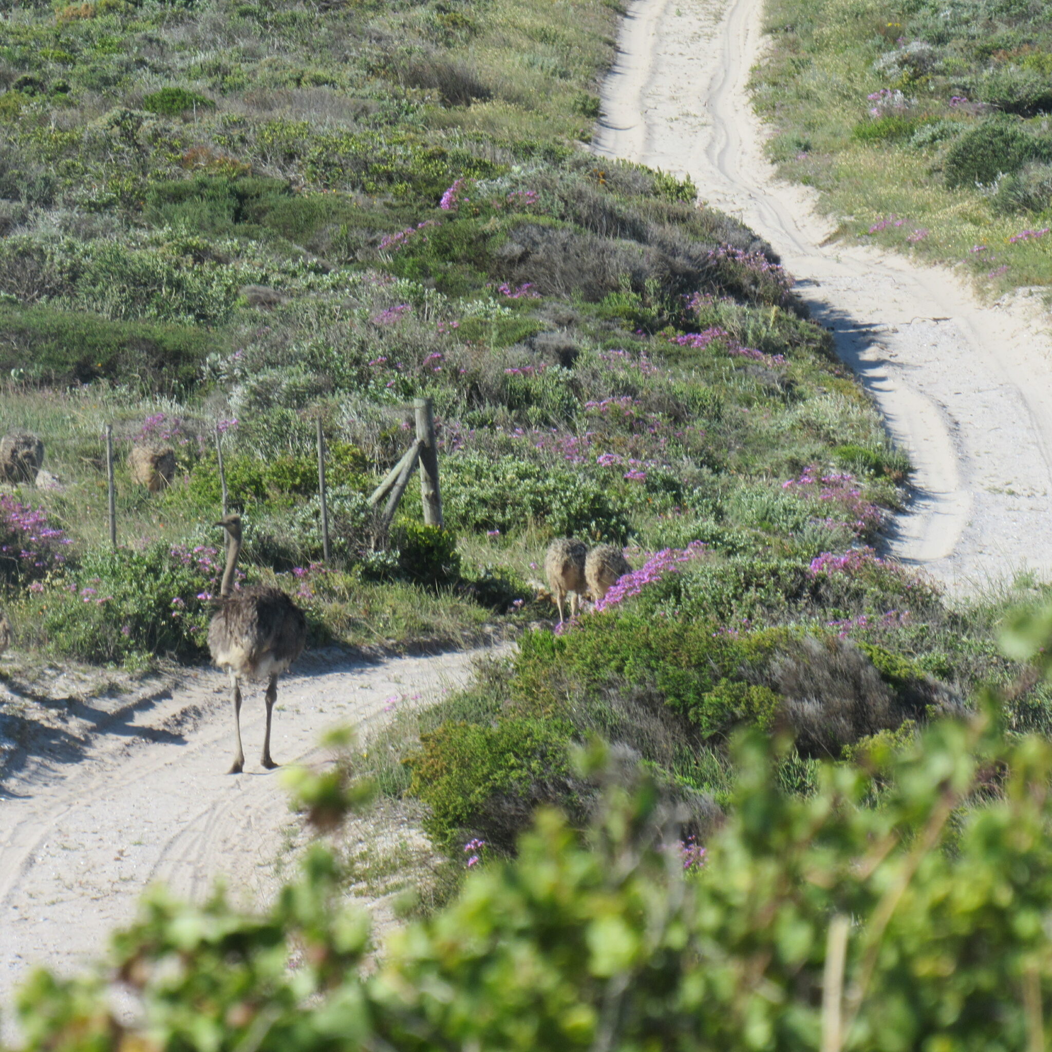 Vantage Data Centers partners with Malaysia Forest Fund to ... - MSN - Sustainable Community Outreach